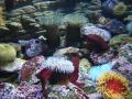 anemonas