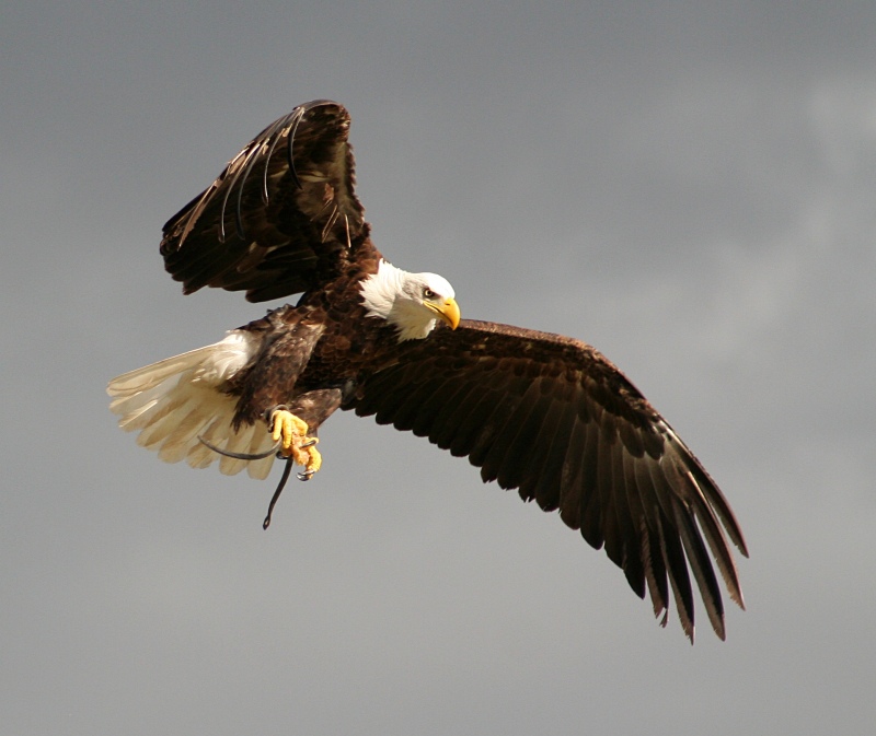 Caza al vuelo