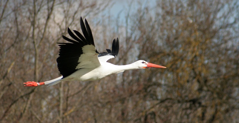 Cigüeña en vuelo