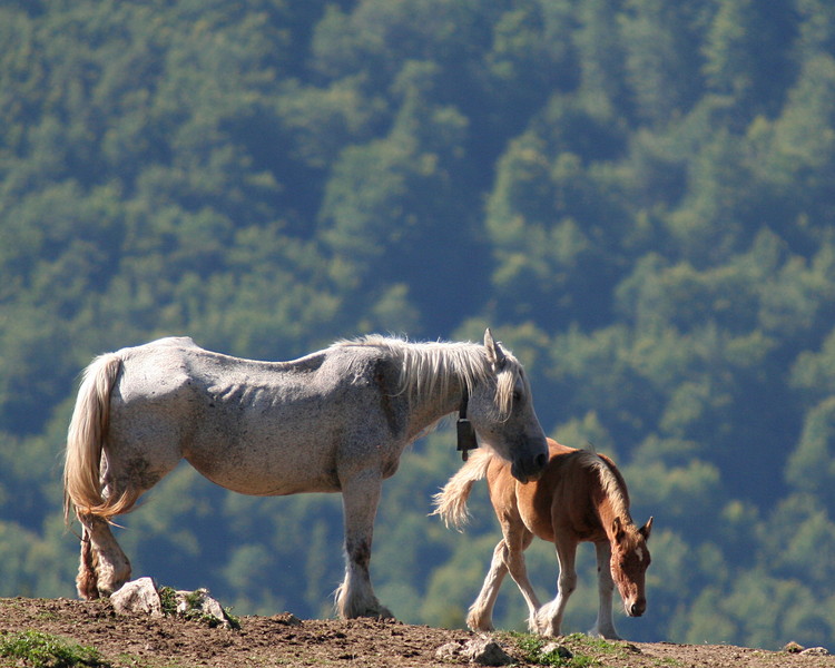 Maternidad equina