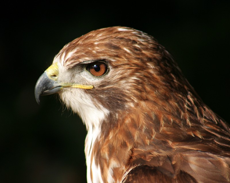 Ojo de águila