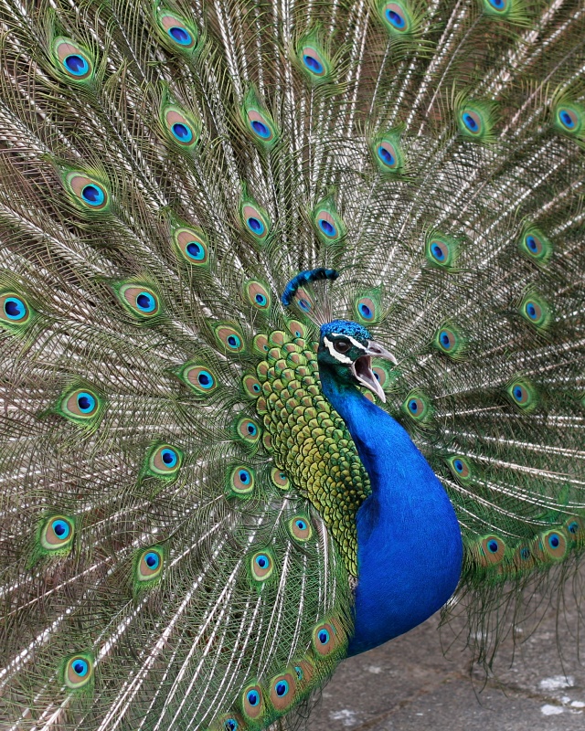 Pavo