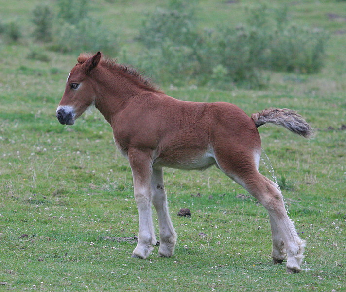 Potrilla